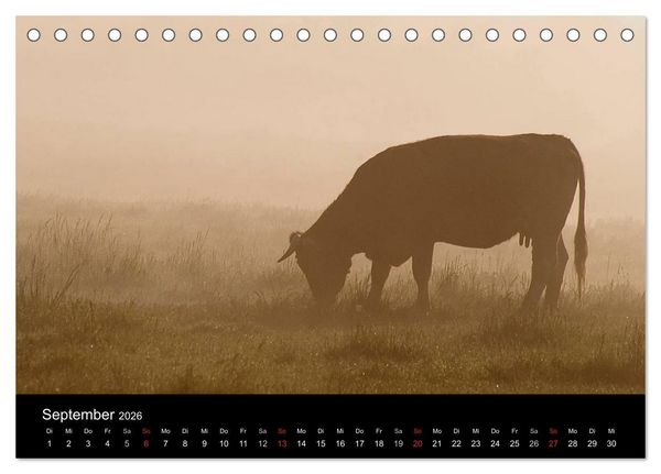 Produktbild: K&uuml;he 2026 (Tischkalender 2026 DIN A5 quer), CALVENDO Monatskalender