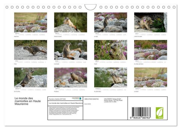 Produktbild: Le monde des marmottes en Haute Maurienne (Calendrier mural 2026 DIN A4 vertical), CALVENDO calendrier mensuel