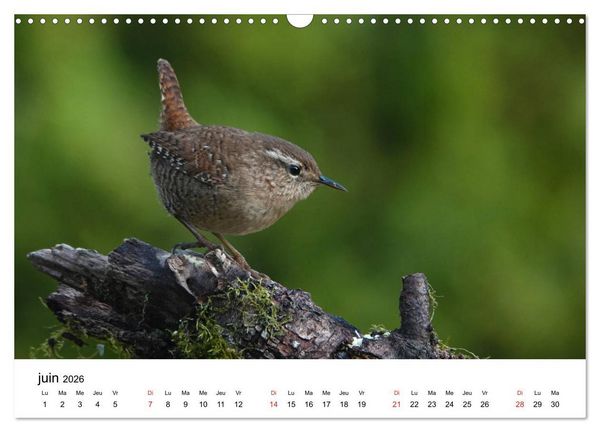 Produktbild: Oiseaux de nos villages en G&acirc;tinais (Calendrier mural 2026 DIN A3 vertical), CALVENDO calendrier mensuel