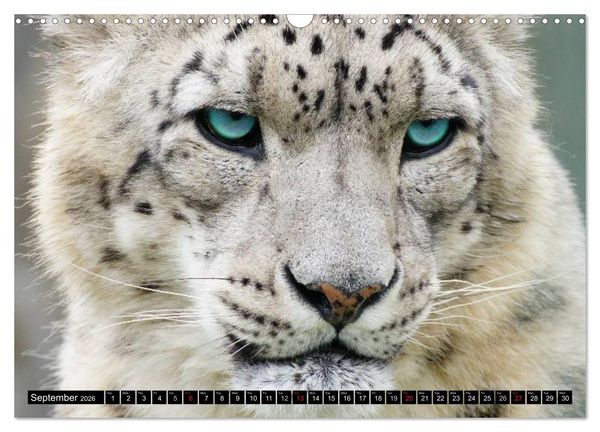Produktbild: Big Cats &bull; Faces of the most beautiful predators (Wall Calendar 2026 DIN A3 landscape), CALVENDO 12 Month Wall Calendar
