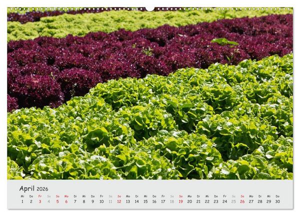 Produktbild: Insel Reichenau - Klosterinsel im Bodensee (Wandkalender 2026 DIN A2 quer), CALVENDO Monatskalender