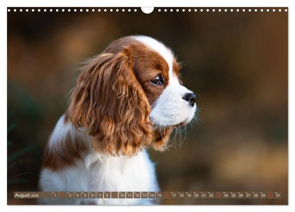 Produktbild: Der Welpenkalender - Cavalier King Charles Spaniel (Wandkalender 2026 DIN A3 quer), CALVENDO Monatskalender