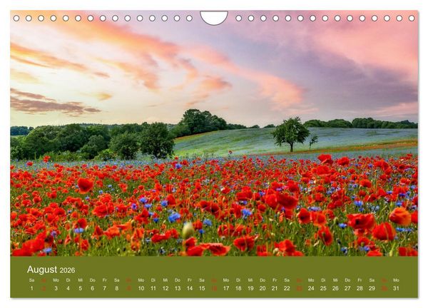 Produktbild: Mohnblumen Romantik (Wandkalender 2026 DIN A4 quer), CALVENDO Monatskalender