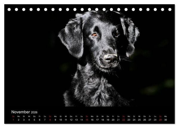 Produktbild: Flatcoated Retriever (Tischkalender 2026 DIN A5 quer), CALVENDO Monatskalender