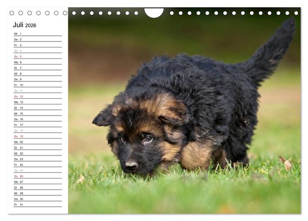 Produktbild: Deutscher Sch&auml;ferhund - Welpen (Wandkalender 2026 DIN A4 quer), CALVENDO Monatskalender