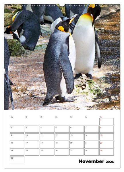 Produktbild: Pinguine. Familiengl&uuml;ck im Eis (Wandkalender 2026 DIN A2 hoch), CALVENDO Monatskalender