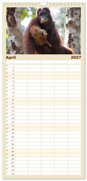 Produktbild: Familienplaner 2027 - Waldmenschen - Orang Utans auf Borneo mit 5 Spalten (Wandkalender, 21 x 45 cm) CALVENDO