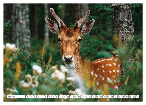 Produktbild: HIRSCHE UND REHE - Ein Jahr in freier Wildbahn (Wandkalender 2026 DIN A4 quer), CALVENDO Monatskalender