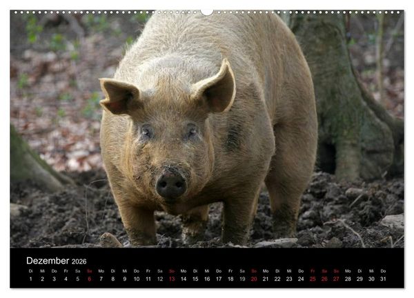Produktbild: Schweinereien (Wandkalender 2026 DIN A2 quer), CALVENDO Monatskalender