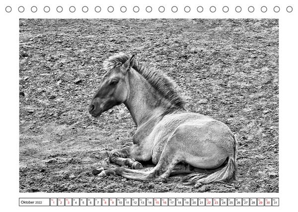 Produktbild: D&uuml;lmener Wildpferde im M&uuml;nsterland in schwarz und wei&szlig; (Tischkalender 2022 DIN A5 quer)