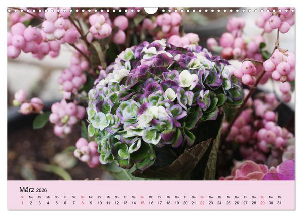 Produktbild: Hortensien Bl&uuml;hen und Vergehen (Wandkalender 2026 DIN A3 quer), CALVENDO Monatskalender