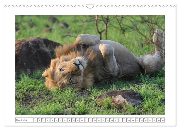 Produktbild: African Big Cats (Wall Calendar 2026 DIN A3 landscape), CALVENDO 12 Month Wall Calendar