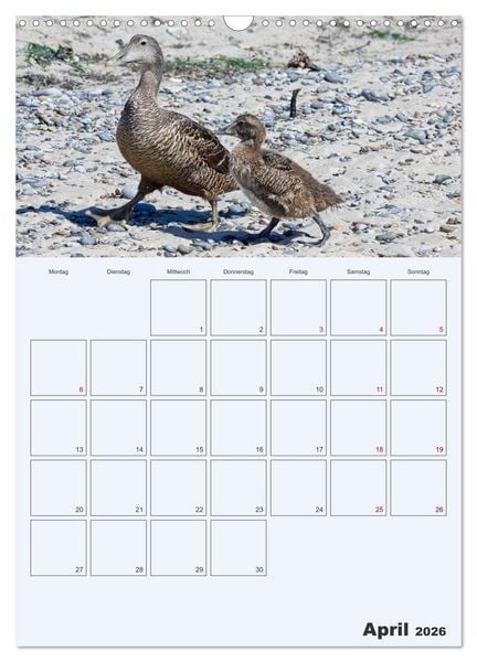 Produktbild: Wildes Leben auf Helgoland (Wandkalender 2026 DIN A3 hoch), CALVENDO Monatskalender