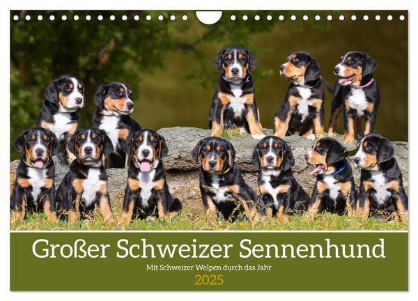 Großer Schweizer Sennenhund - Mit Schweizer Welpen durch das Jahr (Wandkalender 2025 DIN A4 quer), CALVENDO Monatskalend