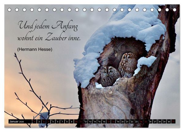 Produktbild: der Waldkauz - Strix Aluco (Tischkalender 2026 DIN A5 quer), CALVENDO Monatskalender