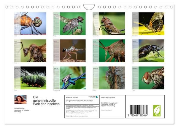 Produktbild: Die geheimnisvolle Welt der Insekten (Wandkalender 2026 DIN A4 quer), CALVENDO Monatskalender