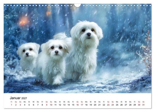 Produktbild: Kleine wei&szlig;e Wunder - ein Jahr mit Maltesern (Wandkalender 2027 DIN A3 quer), CALVENDO Monatskalender