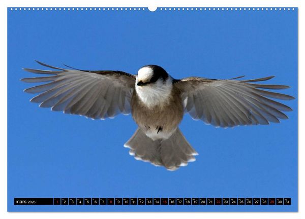 Produktbild: PLUMES L&Eacute;G&Egrave;RES. Oiseaux du Monde (Calendrier mural 2026 DIN A2 vertical) calendrier de bureau