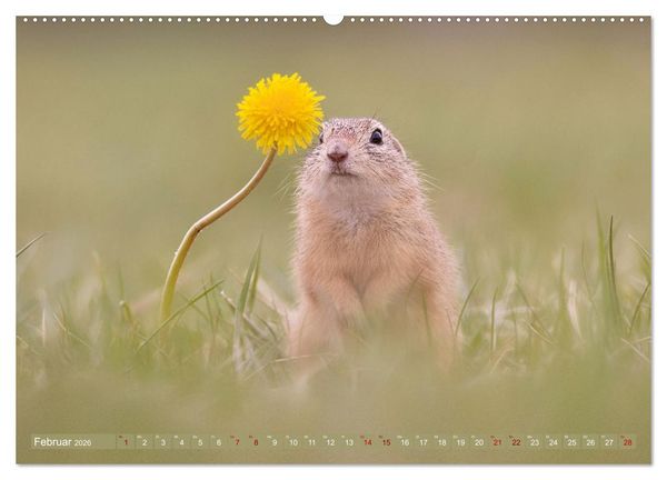 Produktbild: Zauberhafte Ziesel (Wandkalender 2026 DIN A2 quer), CALVENDO Monatskalender