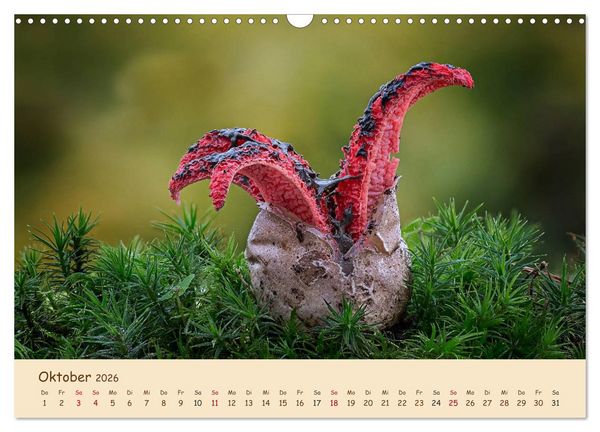 Produktbild: Pilzgalerie - Eindrucksvolle Aufnahmen von unseren heimischen Pilzen (Wandkalender 2026 DIN A3 quer), CALVENDO Monatskalender