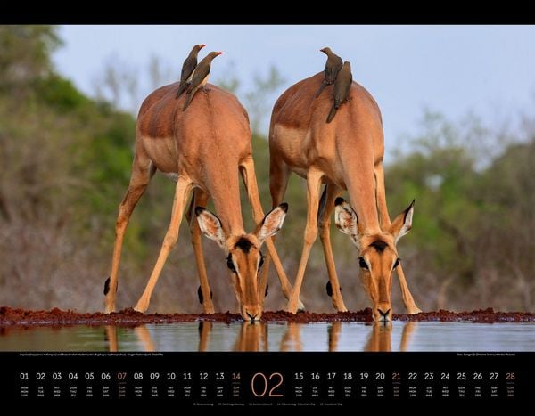 Produktbild: Wildes Afrika Kalender 2027