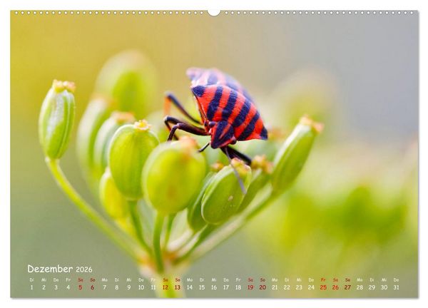 Produktbild: Tierische Untermieter (hochwertiger Premium Wandkalender 2026 DIN A2 quer), Kunstdruck in Hochglanz