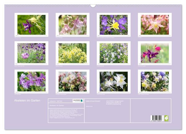 Produktbild: Akeleien im Garten (Wandkalender 2026 DIN A2 quer), CALVENDO Monatskalender