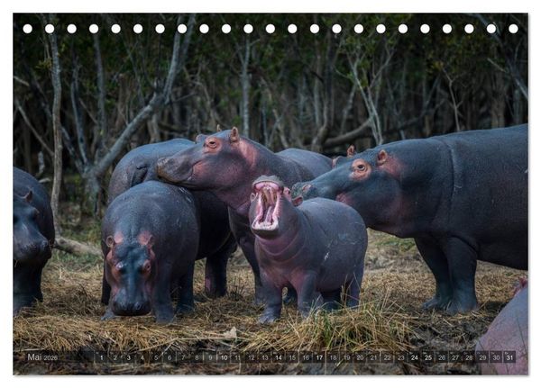 Produktbild: S&uuml;dafrika - Die Tierwelt (Tischkalender 2026 DIN A5 quer), CALVENDO Monatskalender