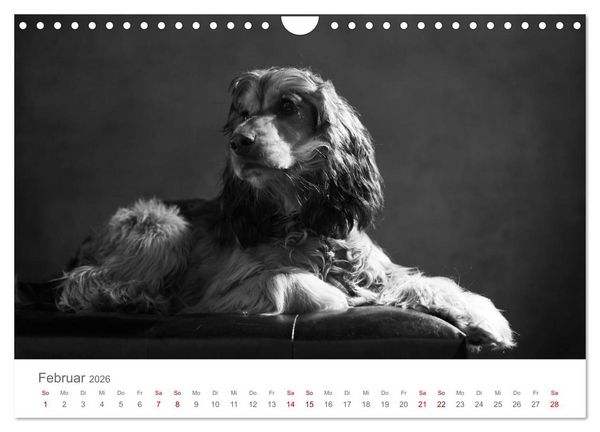 Produktbild: Hundeportraits Fine Art (Wandkalender 2026 DIN A4 quer), CALVENDO Monatskalender