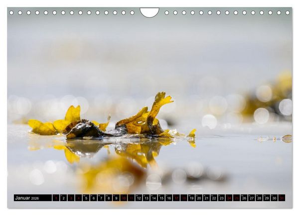 Produktbild: Strandobjekte (Wandkalender 2026 DIN A4 quer), CALVENDO Monatskalender