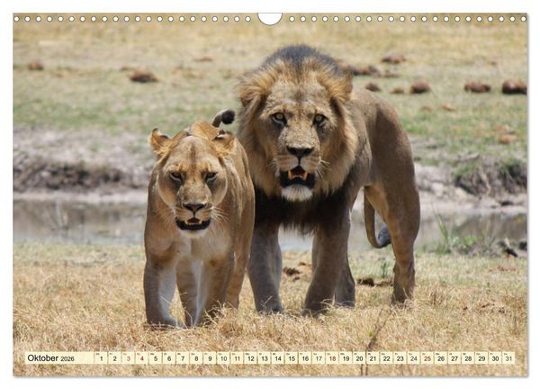 Produktbild: Afrika. Botswanas wundervolle Tierwelt (Wandkalender 2026 DIN A3 quer), CALVENDO Monatskalender
