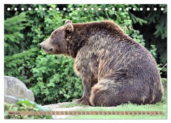 Produktbild: B&auml;ren - Der Eisb&auml;r und der Kamtschatka-Braunb&auml;r (Tischkalender 2026 DIN A5 quer), CALVENDO Monatskalender
