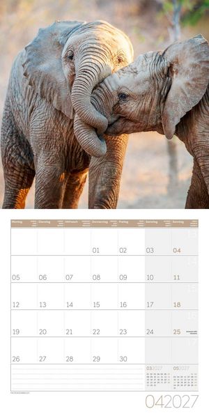Produktbild: Elefanten Kalender 2027 - 30x30 - Art12