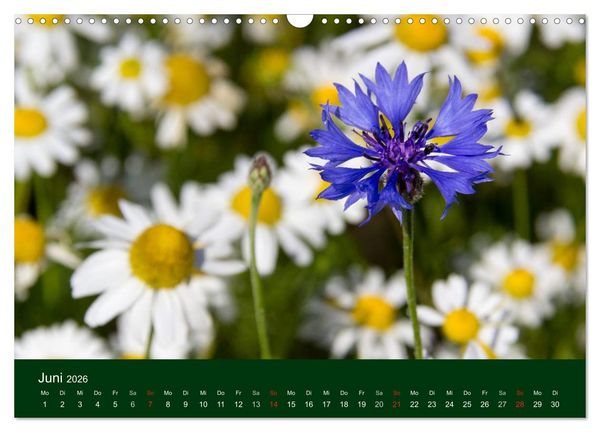 Produktbild: Blumen und Bl&uuml;ten (Wandkalender 2026 DIN A3 quer), CALVENDO Monatskalender
