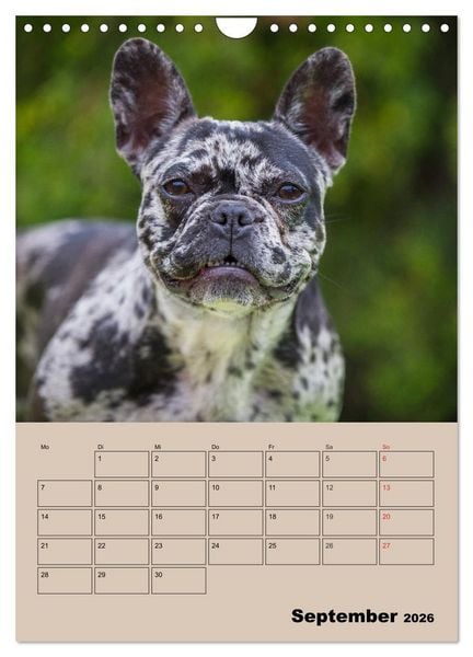 Produktbild: Jahresplaner Franz&ouml;sische Bulldogge (Wandkalender 2026 DIN A4 hoch), CALVENDO Monatskalender