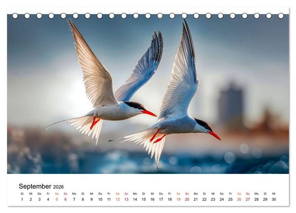Produktbild: Seeschwalben - Meister der L&uuml;fte (Tischkalender 2026 DIN A5 quer), CALVENDO Monatskalender
