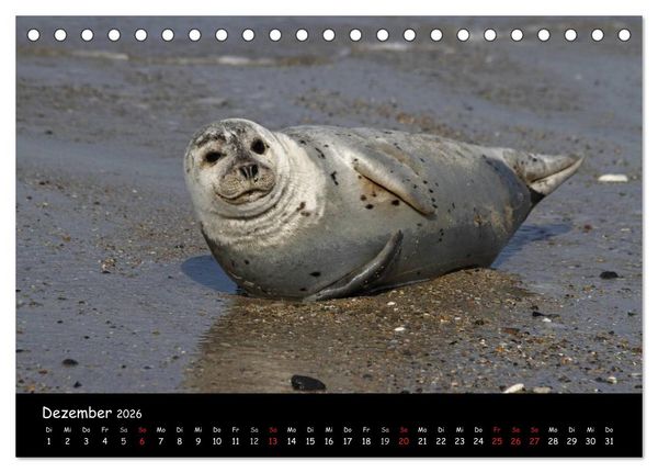 Produktbild: Kegelrobben und Seehunde (Tischkalender 2026 DIN A5 quer), CALVENDO Monatskalender