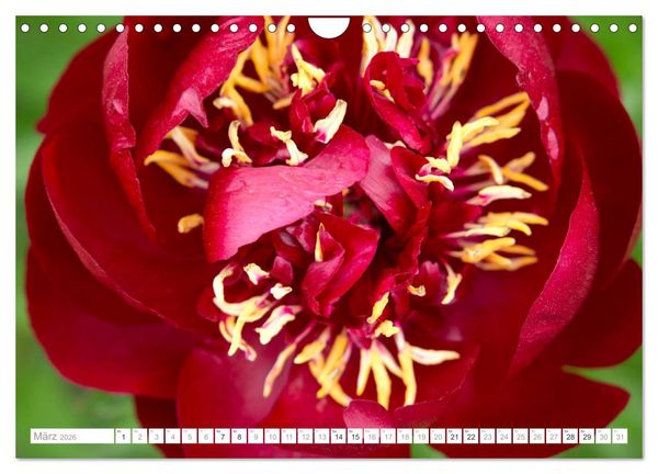 Produktbild: Pfingstrosentraum (Wandkalender 2026 DIN A4 quer), CALVENDO Monatskalender