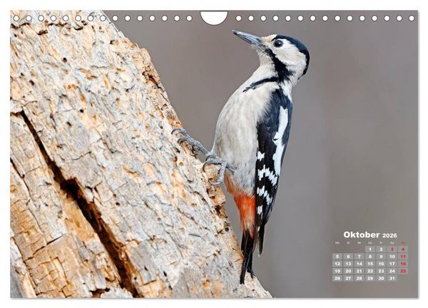 Produktbild: Echte Spechte (Wandkalender 2026 DIN A4 quer), CALVENDO Monatskalender