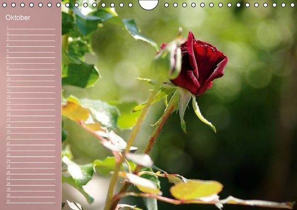 Produktbild: Zarte Sch&ouml;nheiten - Rosen (Wandkalender immerw&auml;hrend DIN A4 quer)