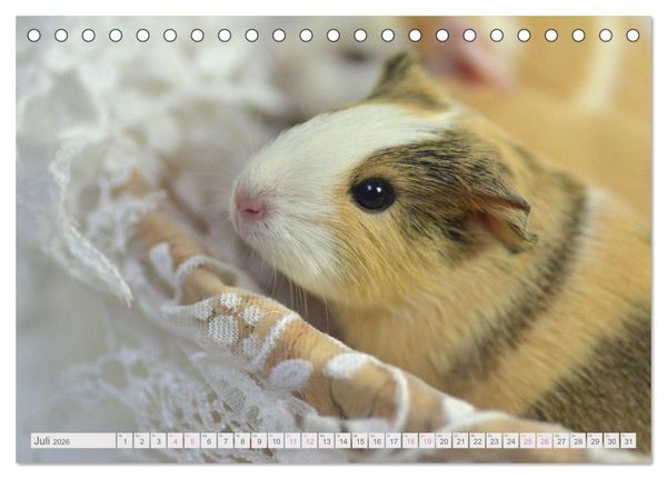 Produktbild: BABY Meerschweinchen Traumhaft s&uuml;&szlig; (Tischkalender 2026 DIN A5 quer), CALVENDO Monatskalender