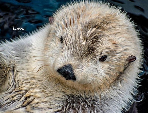 Produktbild: Otter Kalender 2027 Wandkalender Eintragkalender