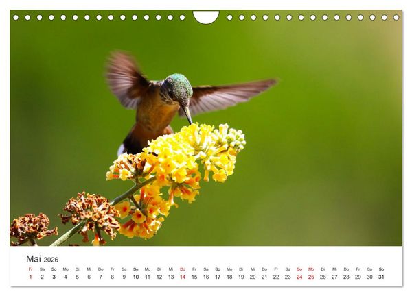 Produktbild: Kolibris - wahre Luftakrobaten (Wandkalender 2026 DIN A4 quer), CALVENDO Monatskalender