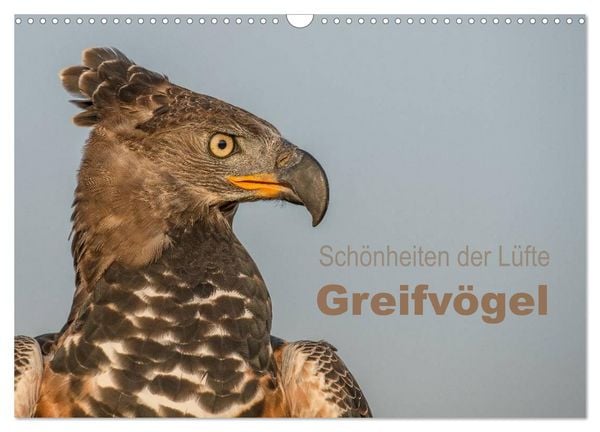 Produktbild: Sch&ouml;nheiten der L&uuml;fte - Greifv&ouml;gel (Wandkalender 2026 DIN A3 quer), CALVENDO Monatskalender