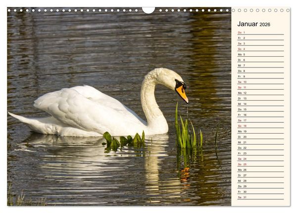 Produktbild: Schwanenzauber (Wandkalender 2026 DIN A3 quer), CALVENDO Monatskalender