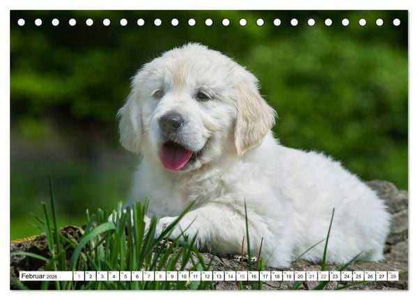 Produktbild: Goldige Herzensbrecher - Golden Retriever Welpen (Tischkalender 2026 DIN A5 quer), CALVENDO Monatskalender