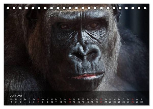 Produktbild: Menschenaffen. Gorillas, Schimpansen, Orang-Utans (Tischkalender 2026 DIN A5 quer), CALVENDO Monatskalender
