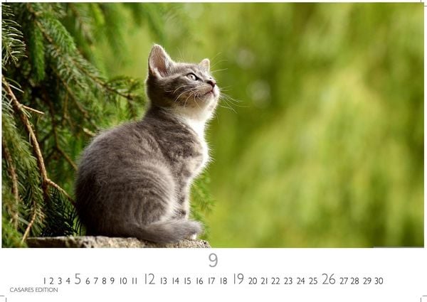 Produktbild: Funny Cats Kalender 2027 &ndash; Wandkalender | Fotokalender Tierkalender 35x50cm - Witziger Katzenkalender