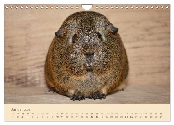 Produktbild: Meerschweinchen Portraits (Wandkalender 2026 DIN A4 quer), CALVENDO Monatskalender