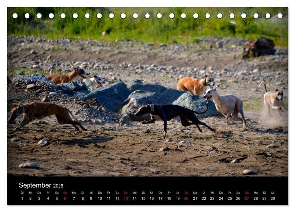 Produktbild: Whippets in Aktion (Tischkalender 2026 DIN A5 quer), CALVENDO Monatskalender